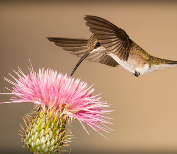 The Practical Guide to Hummingbird Photography