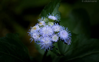 Expert Tips and Techniques for Macro Flower Photography