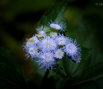 Expert Tips and Techniques for Macro Flower Photography