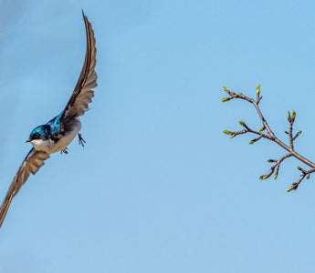 Beginner’s Guide to Successful Hummingbird Photography