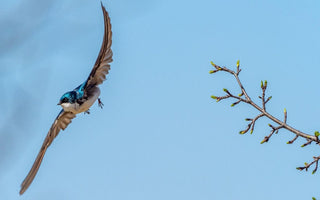 Beginner’s Guide to Successful Hummingbird Photography