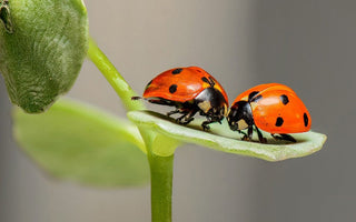 The Ultimate Guide to Insect Macro Photography