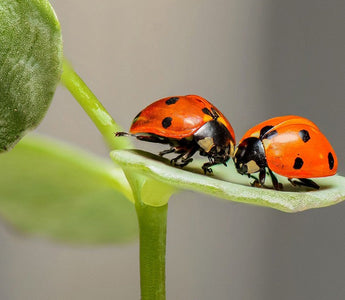 The Ultimate Guide to Insect Macro Photography