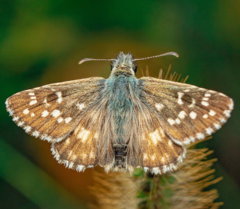 A beautiful insect colored in brown and green